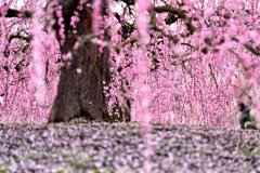 鈴鹿の森 梅