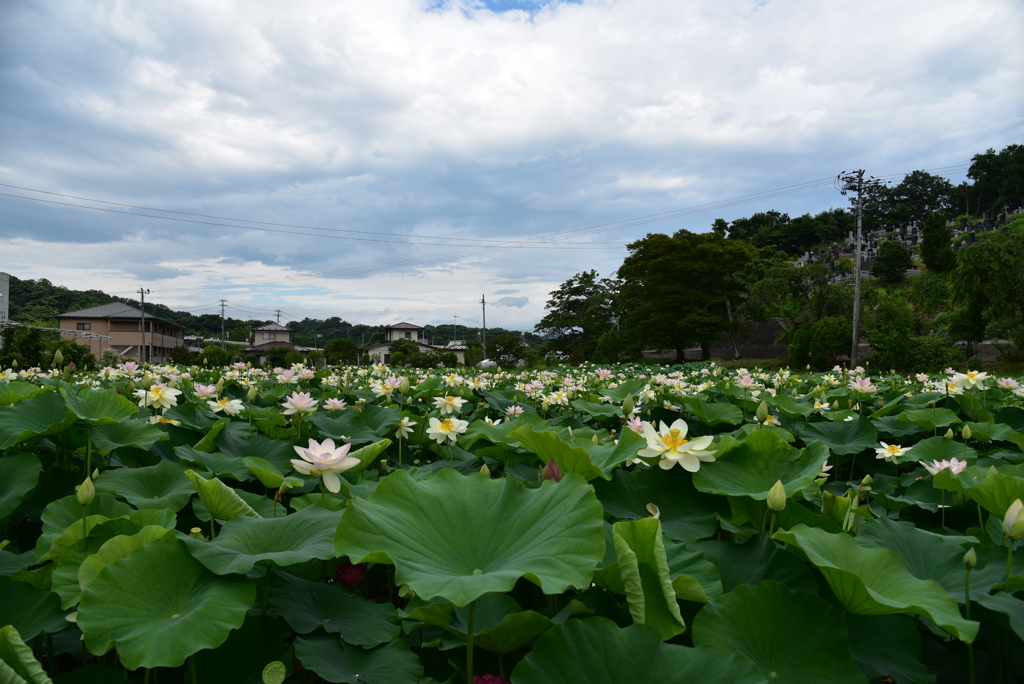 蓮池風景