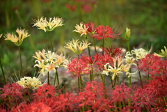 曼珠沙華２