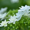 紫陽花