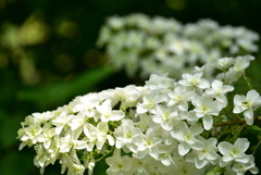 かしわば紫陽花