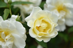 薔薇