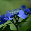 紫陽花