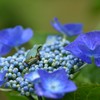 紫陽花