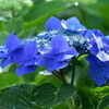 紫陽花