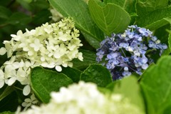 糊空木と紫陽花