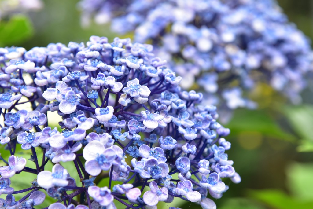紫陽花