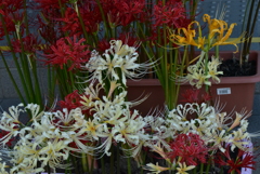 曼珠沙華３