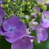 紫陽花