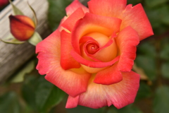 薔薇