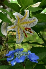 紫陽花と百合