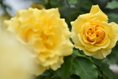 薔薇