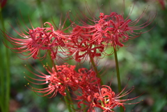 曼珠沙華４