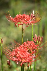 曼珠沙華５