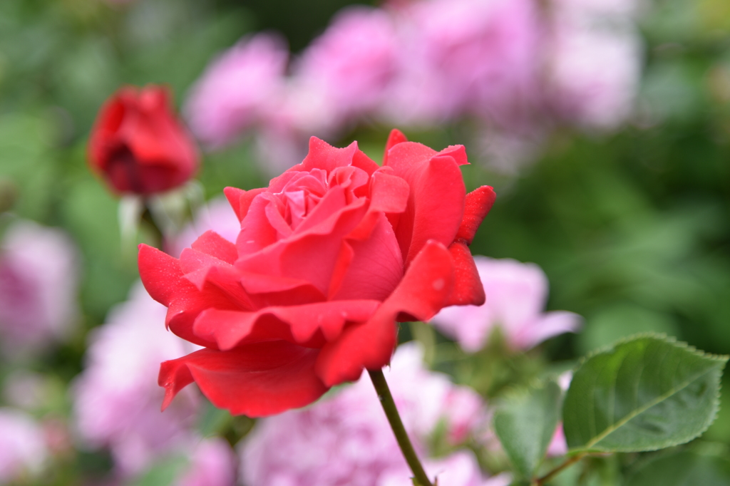 薔薇