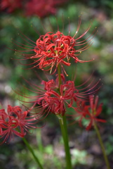 曼珠沙華６