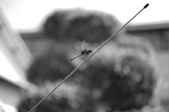 先っぽに止まってたら絵になってたのに