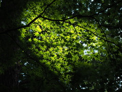 木漏れ日の青紅葉