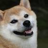 1074563_271692739639833_382817151_o