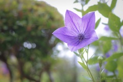 庭先の桔梗の花