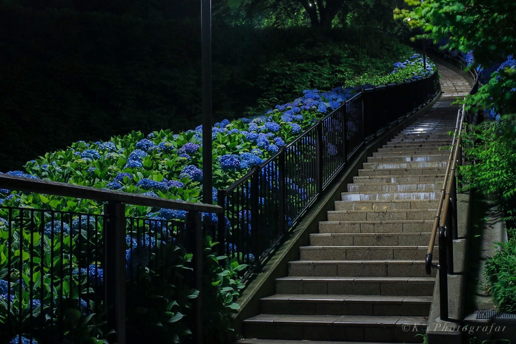 夜の紫陽花