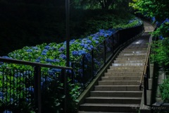 夜の紫陽花