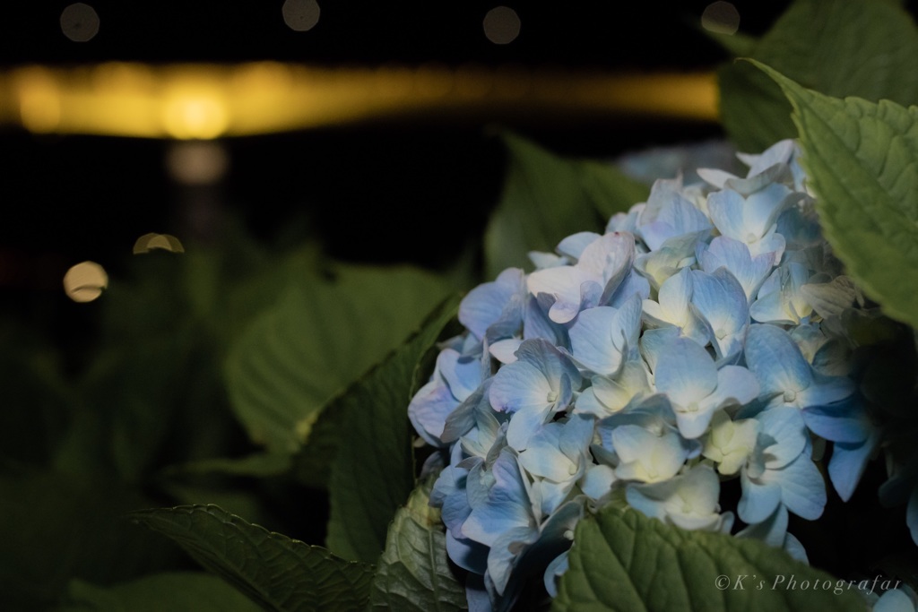紫陽花と八戸大橋と