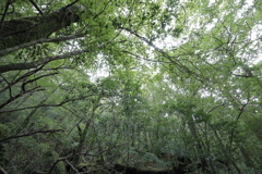 苔むす森