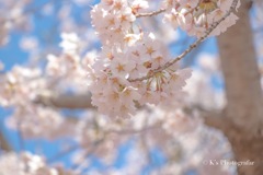 春真っ只中