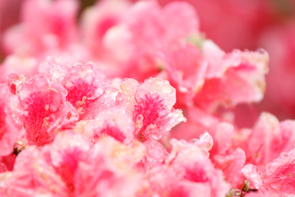 階上岳に咲く花々