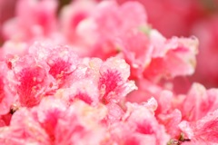 階上岳に咲く花々