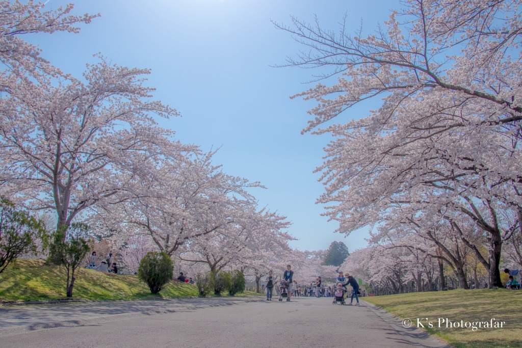 さくら街道