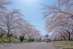 さくら街道