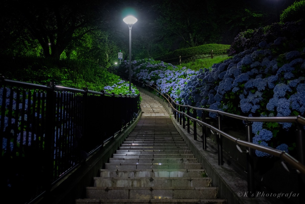 あじさいの佇む公園