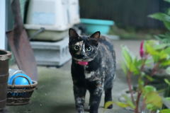 なまがわきおじさんちの猫