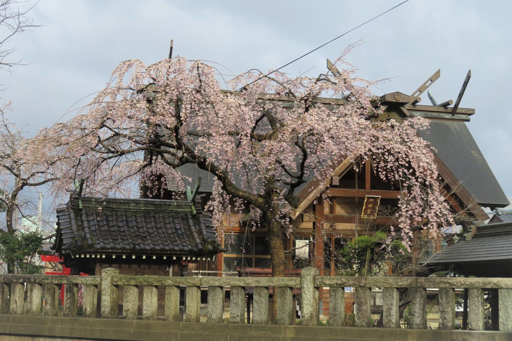 平成最後の桜