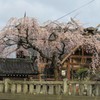平成最後の桜