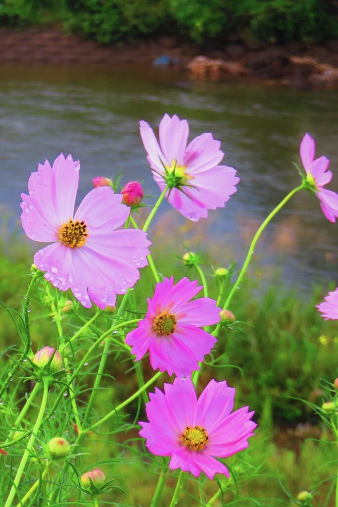 お花