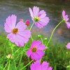お花