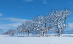 雪化粧