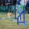 脚が短くても飛べるんだぞ！