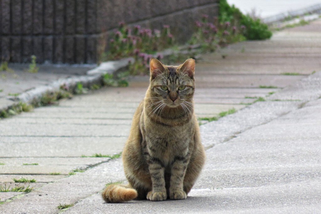 野良猫