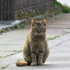 野良猫