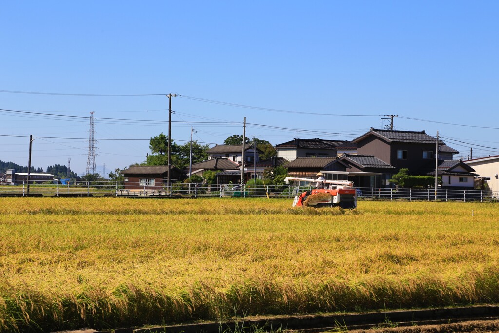 令和初の稲刈り