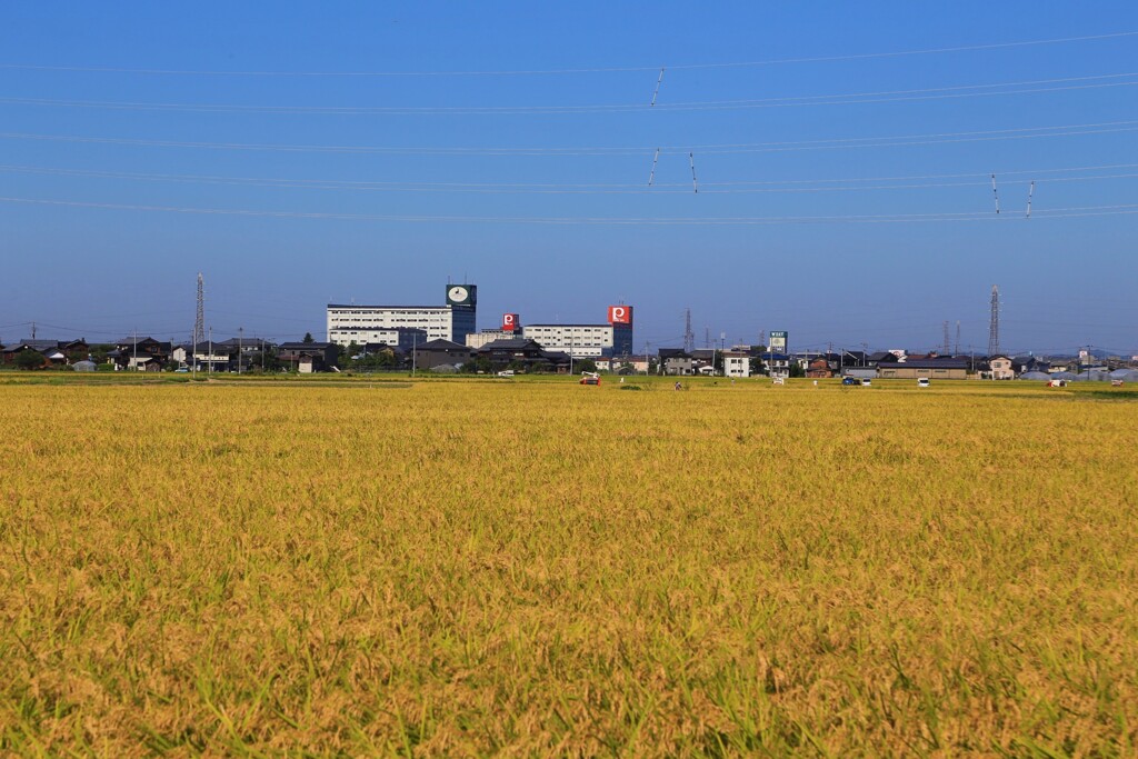 令和初の稲刈り
