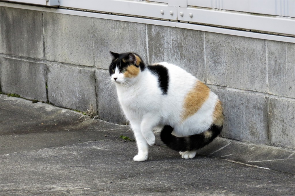 猫パンチくらわすぞ！