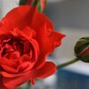 薔薇