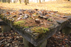 落ち葉の石テーブル