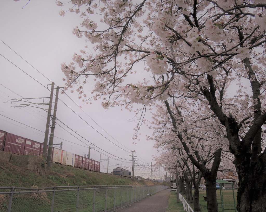 2018/04/09 桜、間もなくです。