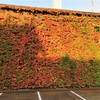 壁面紅葉